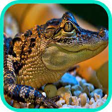 Caiman Wallpaper APK icon