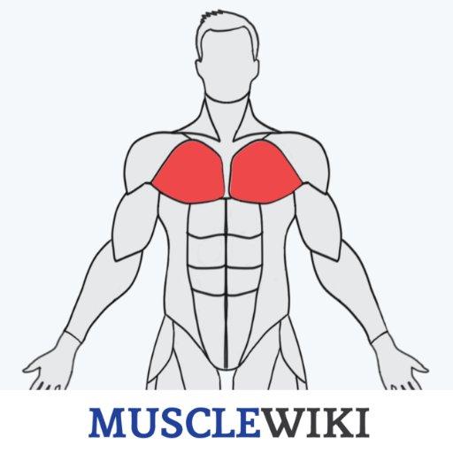 Musclewiki APK icon