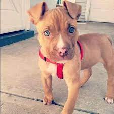 Perro Pitbull APK icon