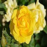 Regalan Flores Amarillas Download icon