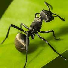 The Ants Underground Kingdom Mod APK icon